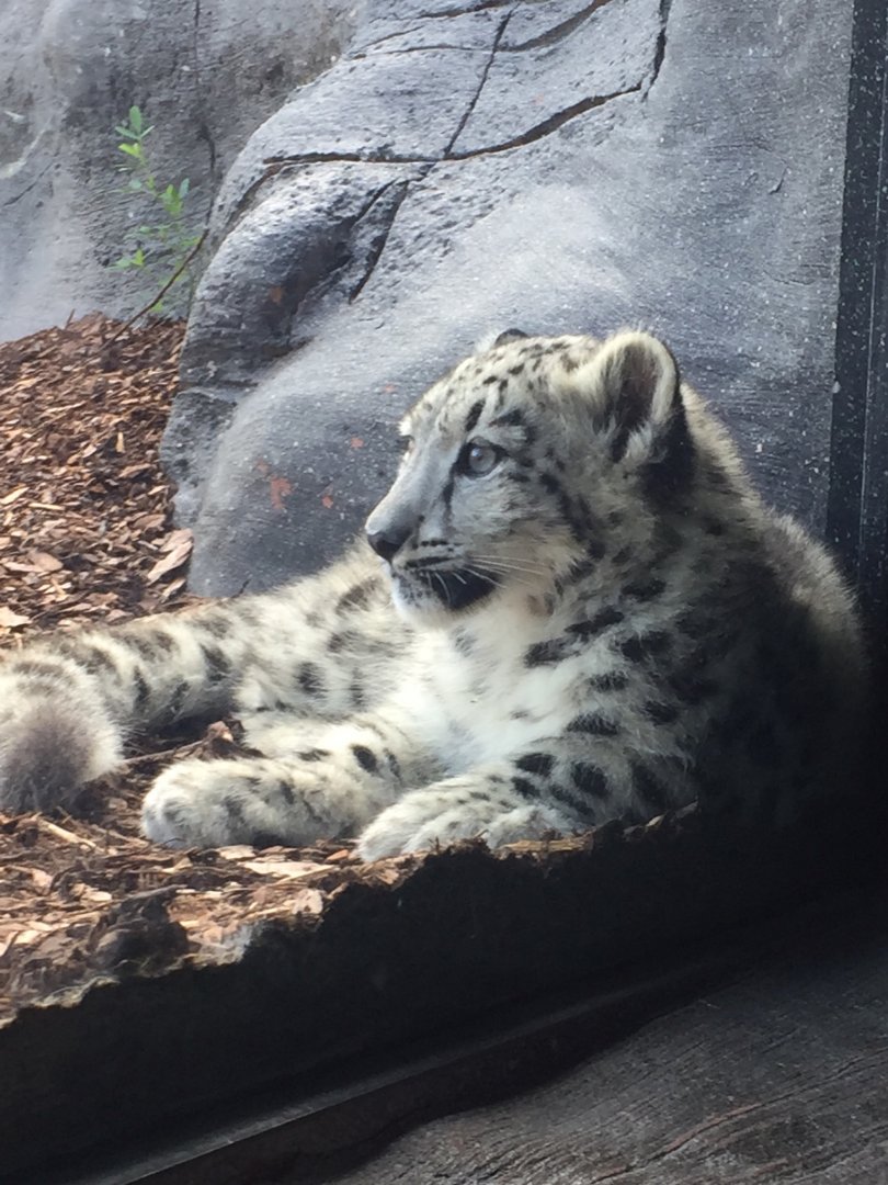 Snow Leopard Cub