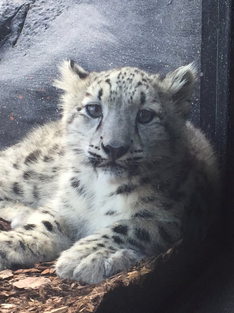 Snow Leopard Cub