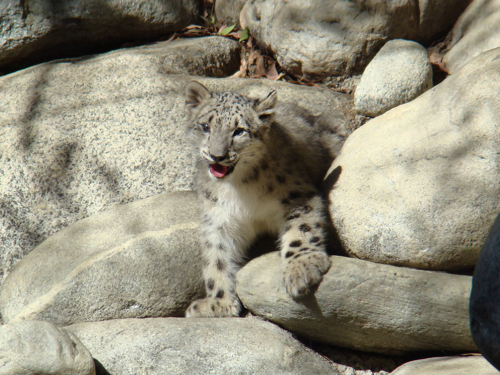 Snow Leopard cub