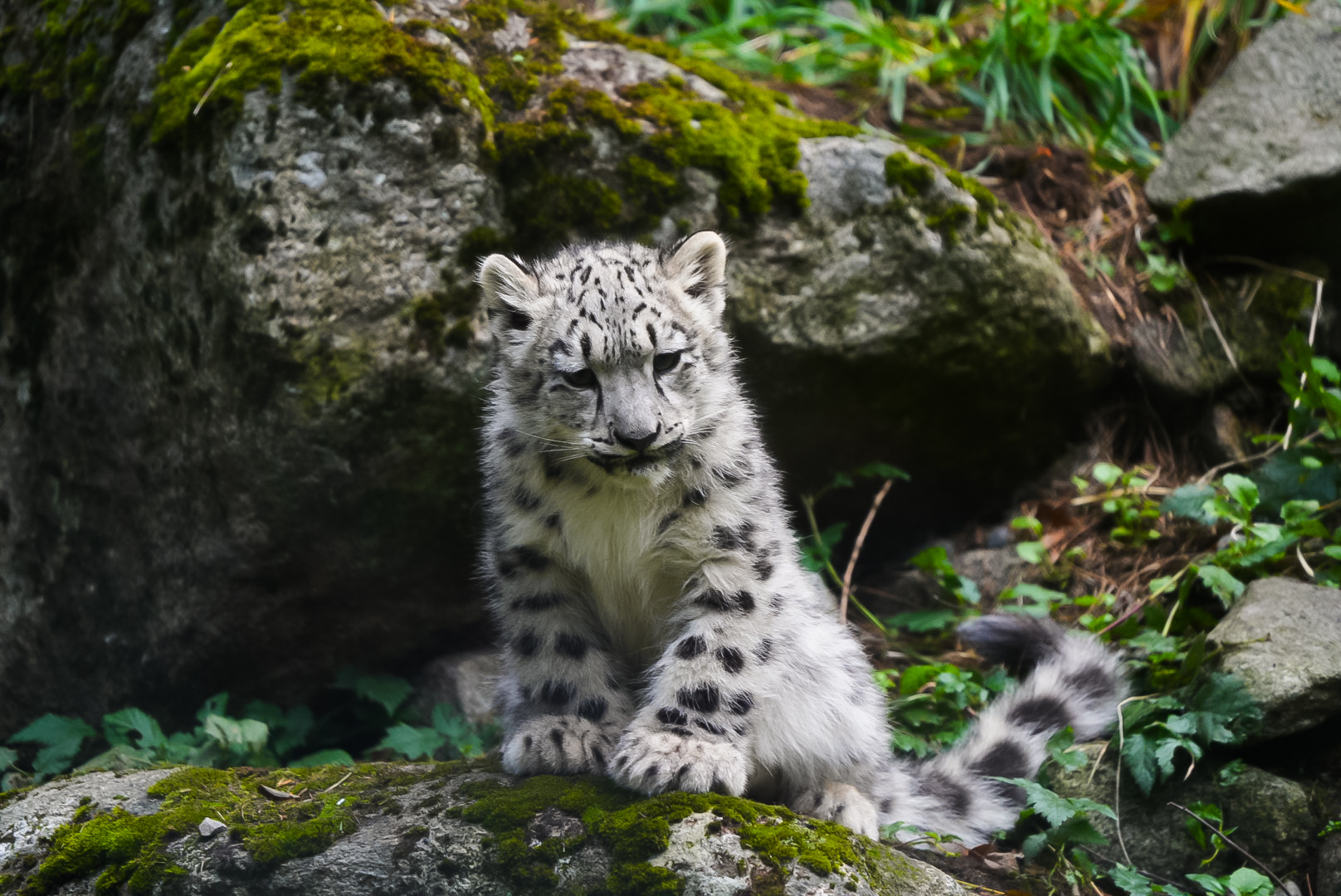 Snow Leopard Cub