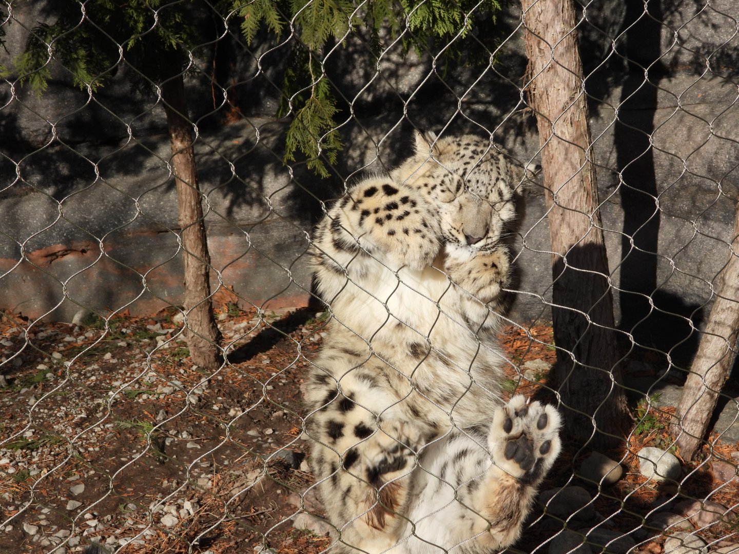 Snow leopard cub