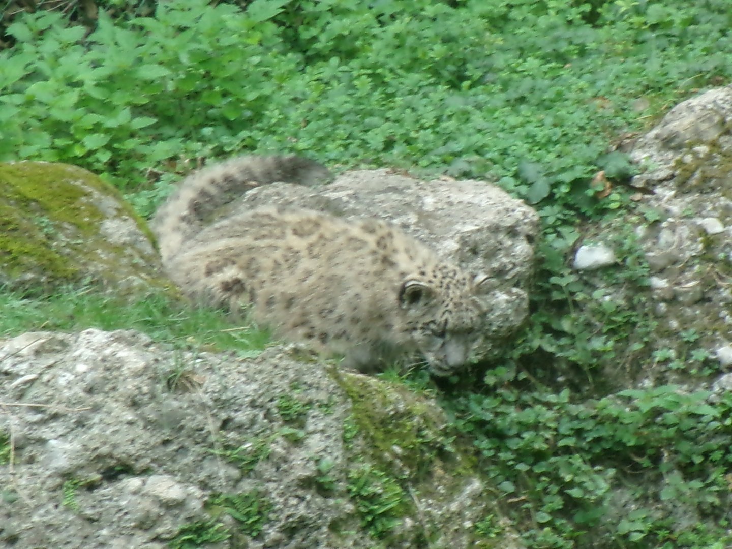 Snow leopard cub