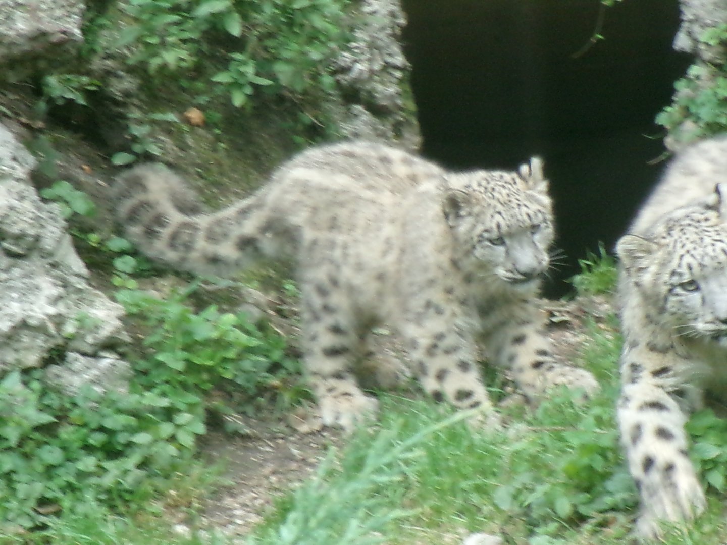 Snow leopard cub