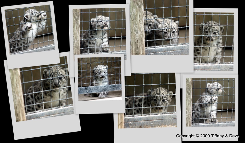 Snow Leopard Cubs 2009