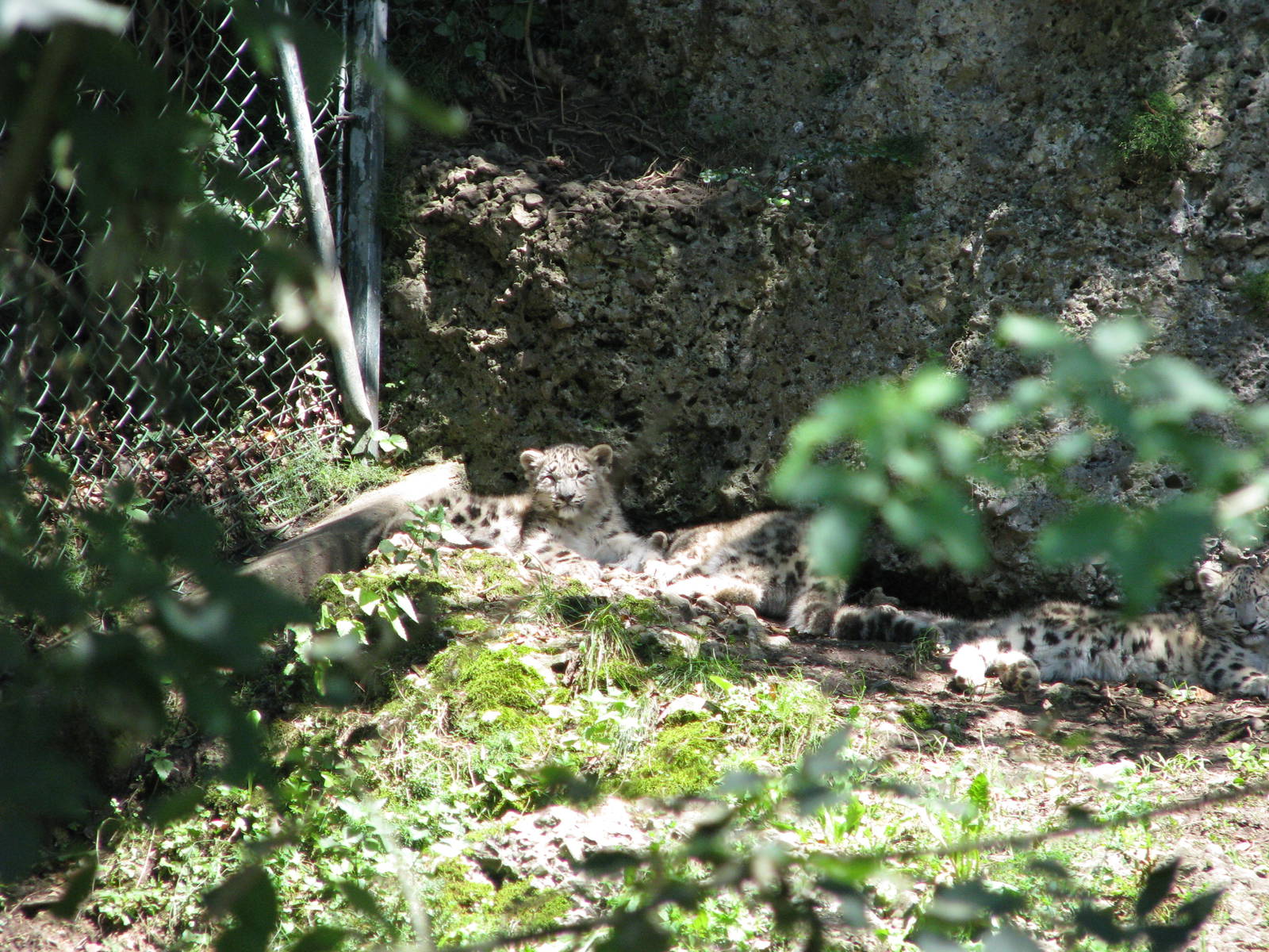 Snow leopard cubs - August 2011