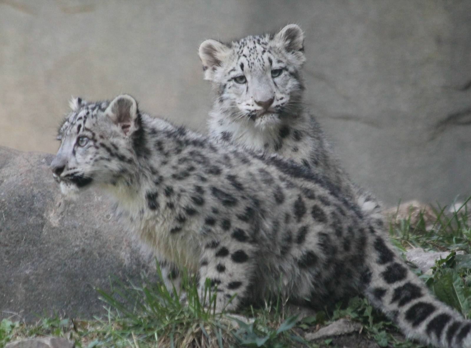 Snow Leopard Cubs - Daania and Malaya