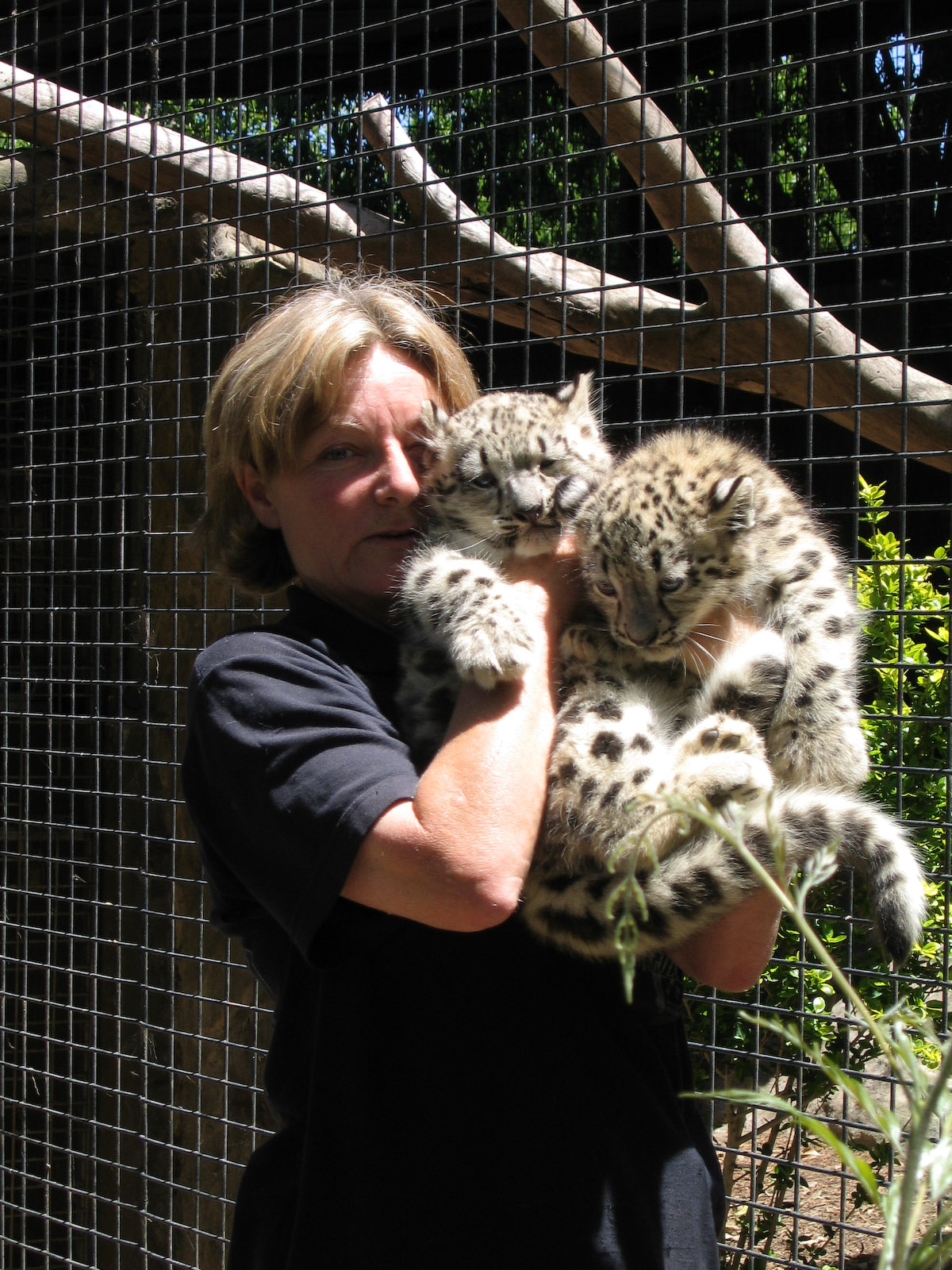 Snow Leopard cubs - Dec 2003