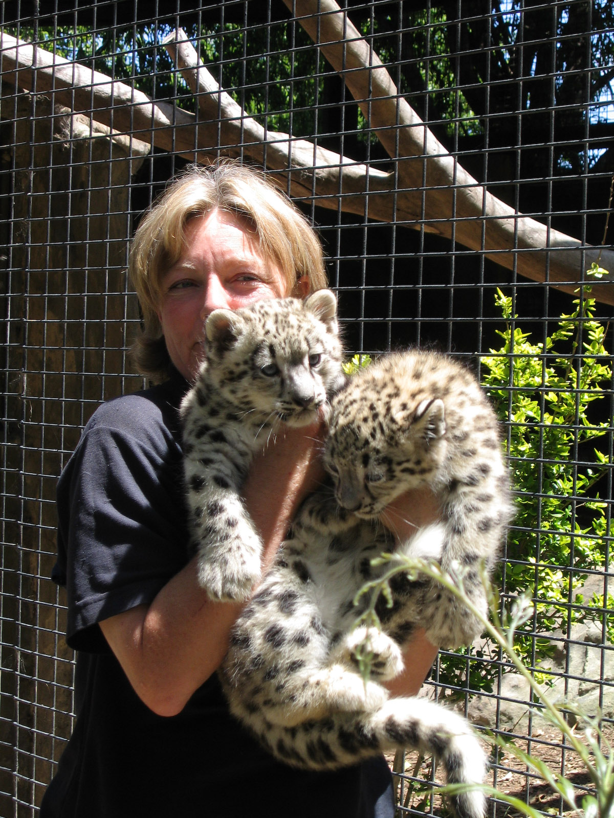 Snow Leopard cubs - Dec 2003