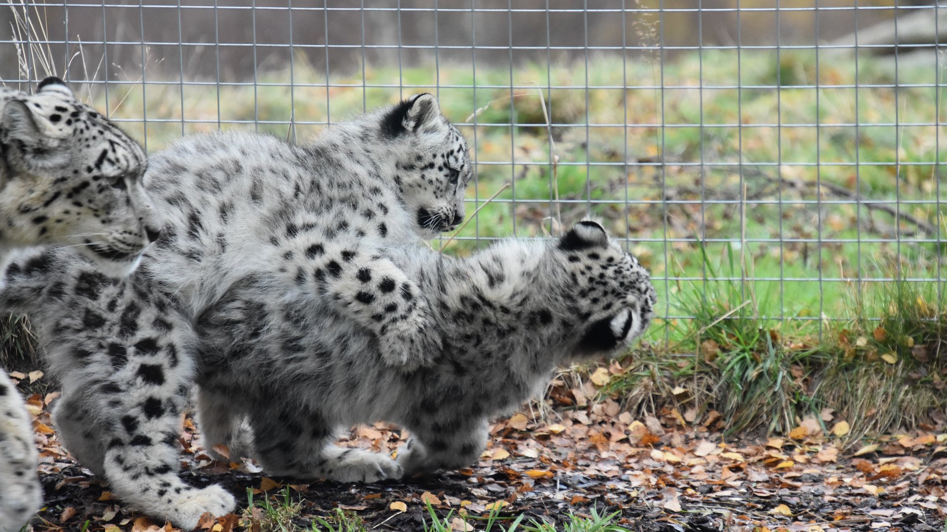 Snow Leopard cubs impatient waiting for lunch