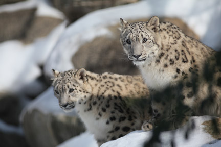 snow leopard cubs in snow