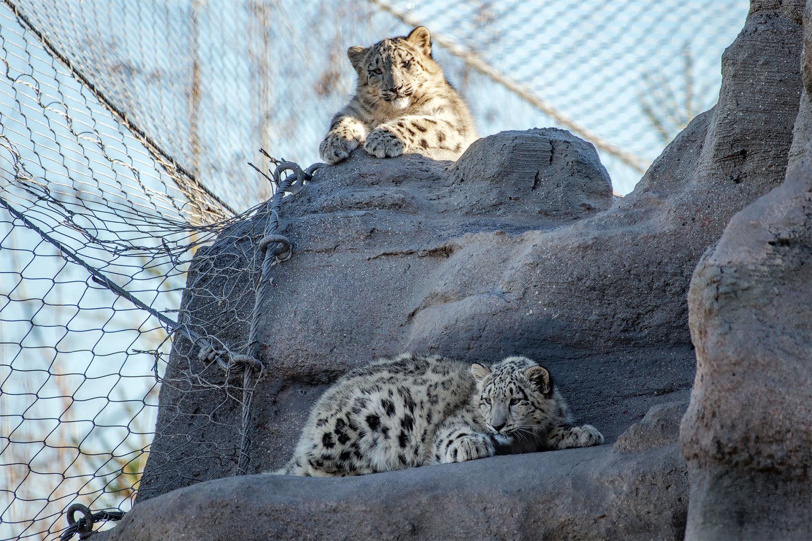 Snow leopard cubs (Panthera uncia)