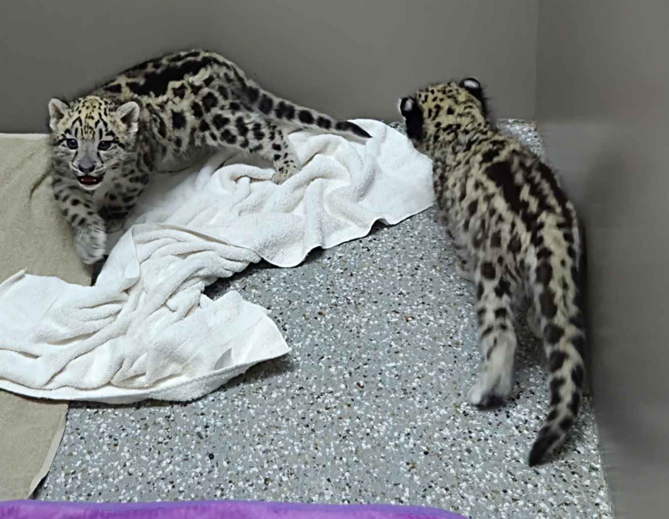 Snow Leopard Cubs - Tanganyika Wildlife Park