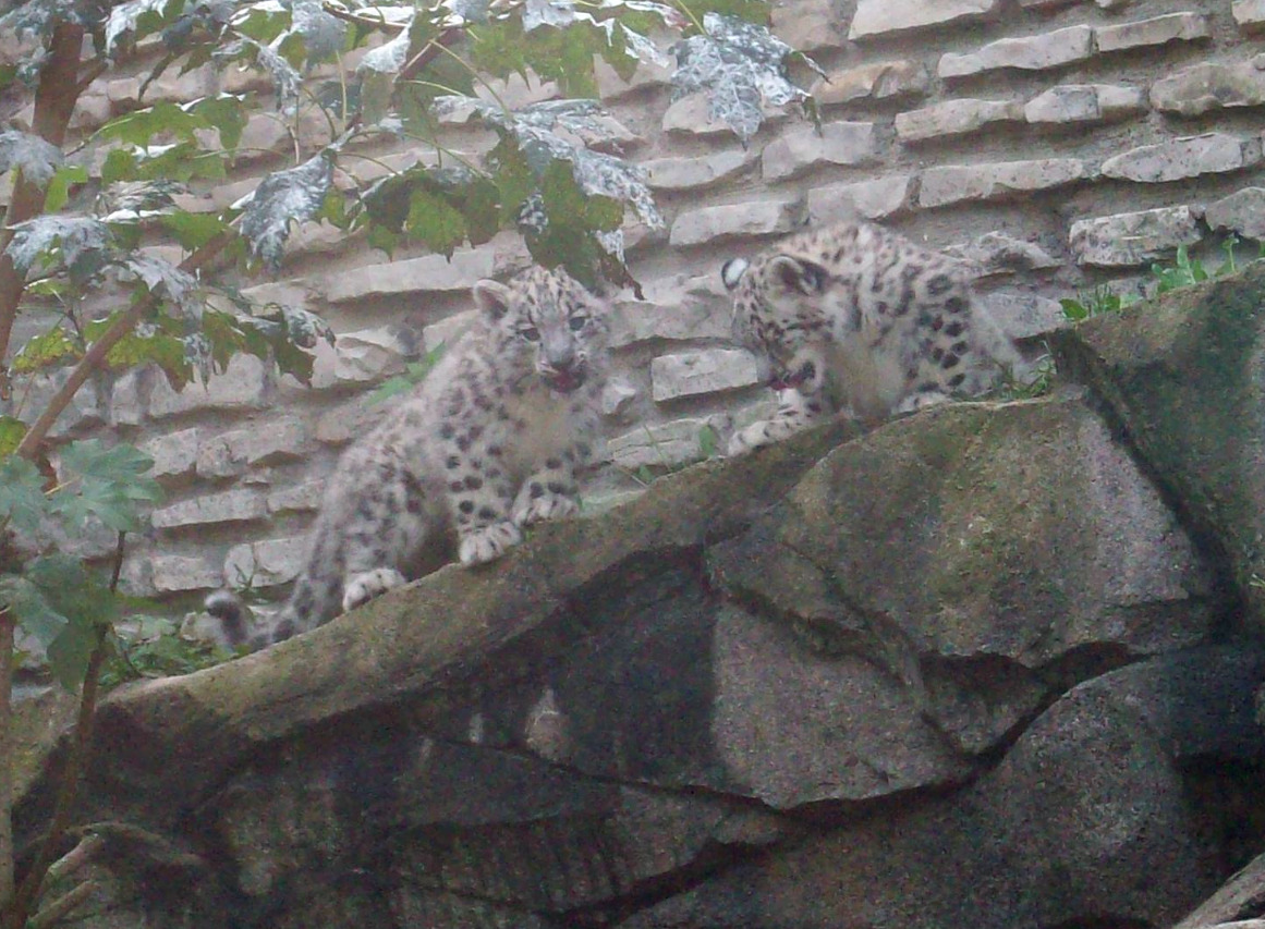 Snow Leopard Cubs