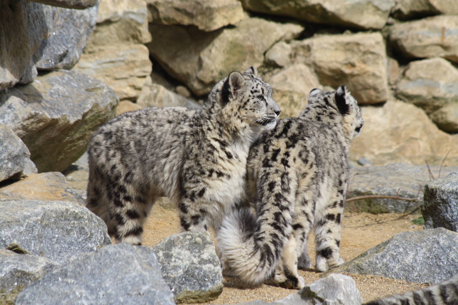 Snow Leopard cubs