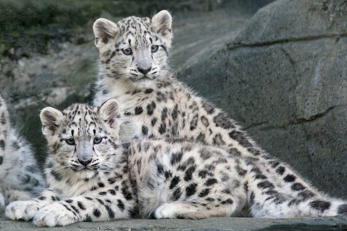 Snow Leopard Cubs