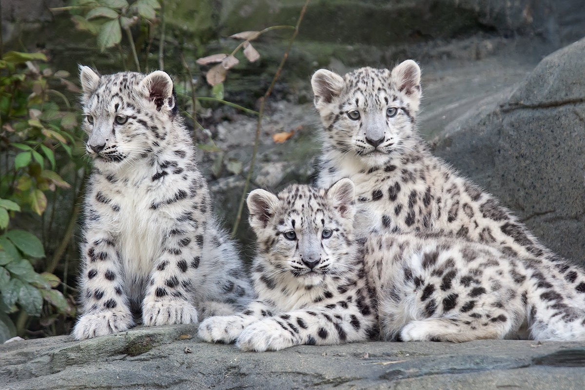 Snow Leopard Cubs