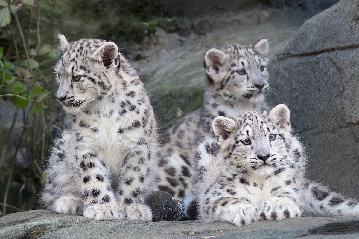 Snow Leopard Cubs
