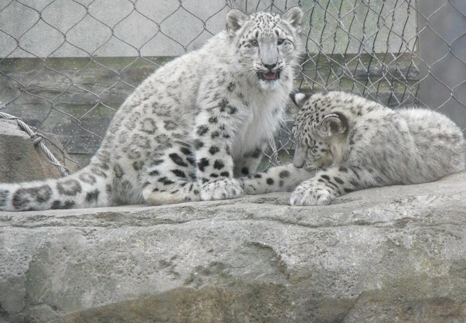 snow leopard cubs