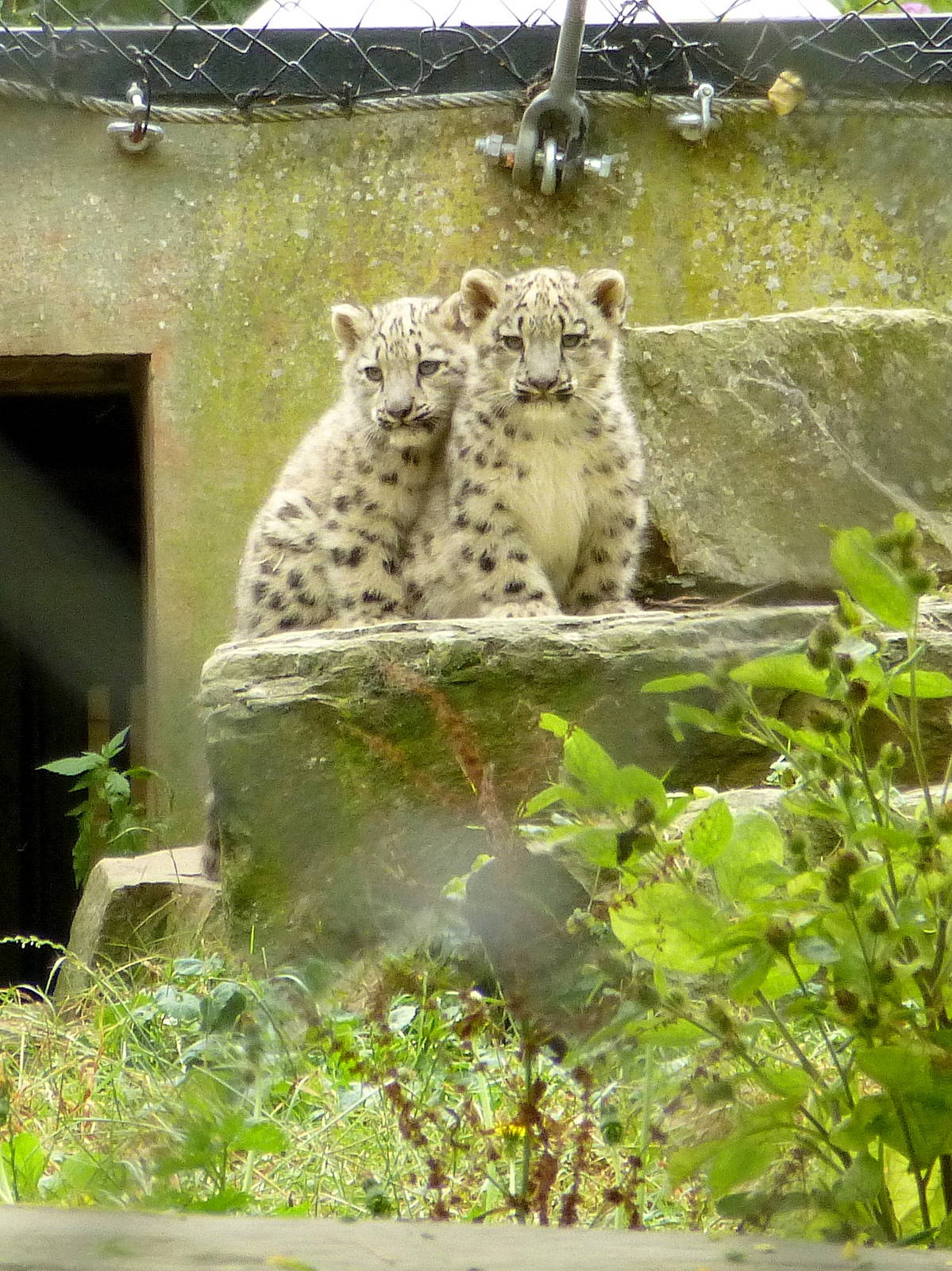 Snow leopard cubs