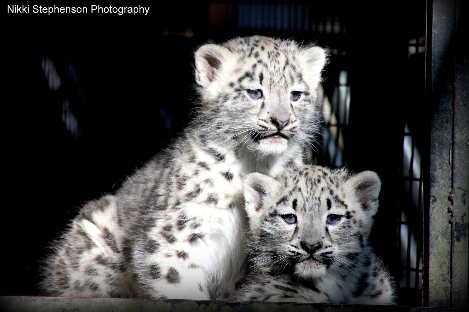 Snow Leopard Cubs