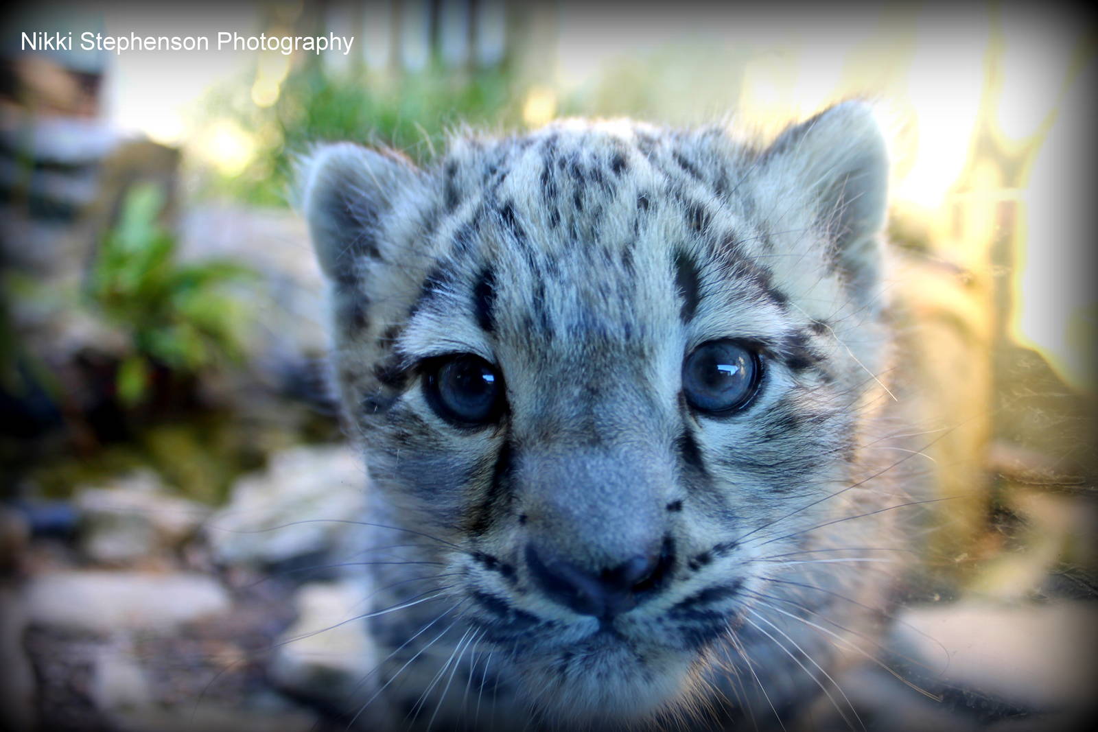 Snow Leopard Cubs