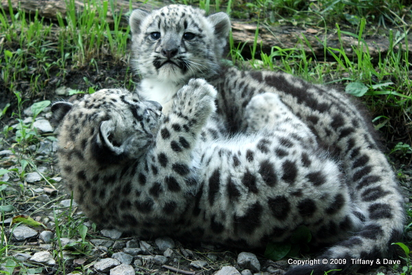 Snow Leopard Cubs