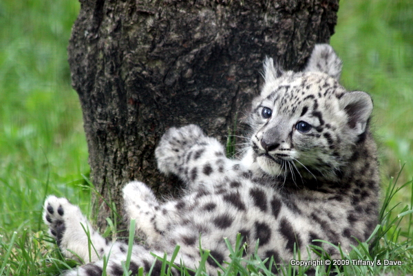 Snow Leopard Cubs