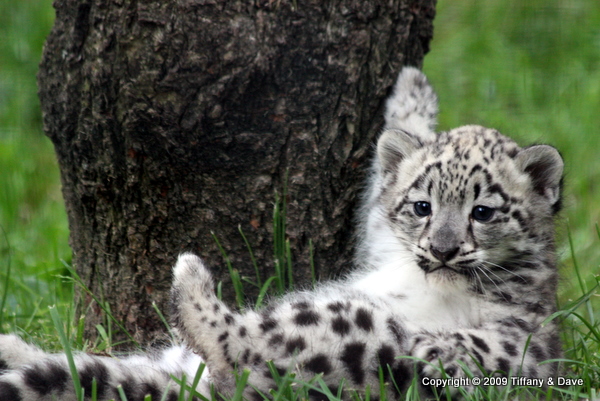 Snow Leopard Cubs