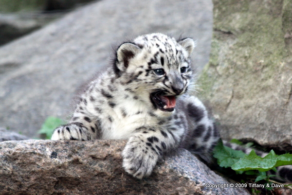 Snow Leopard Cubs