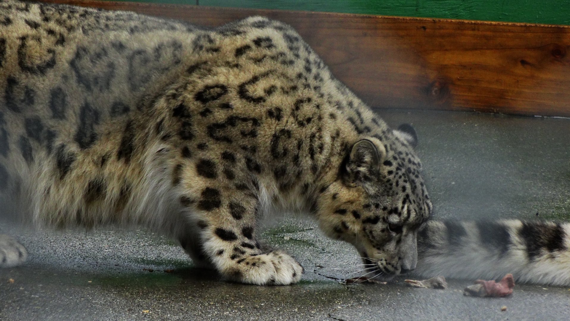 Snow Leopard cubs