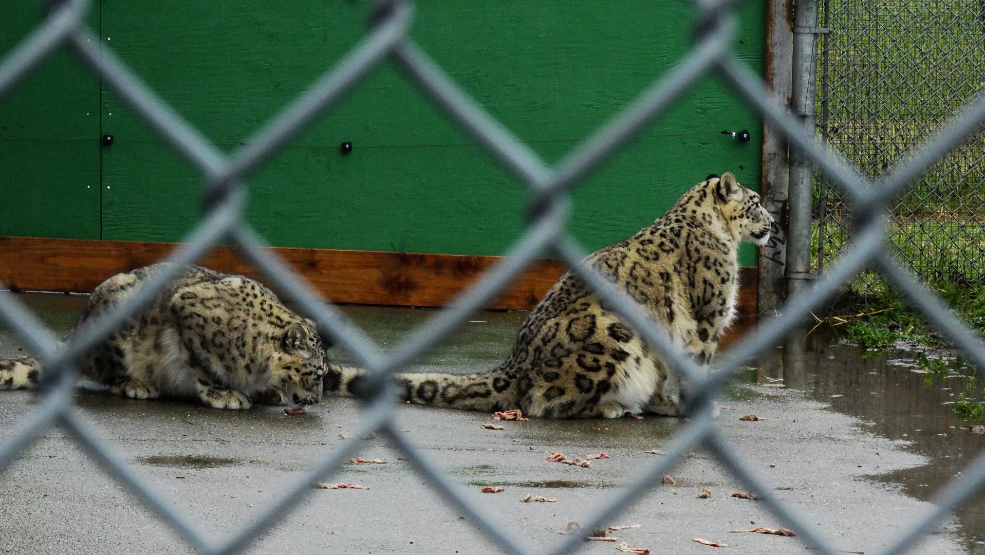 Snow Leopard cubs
