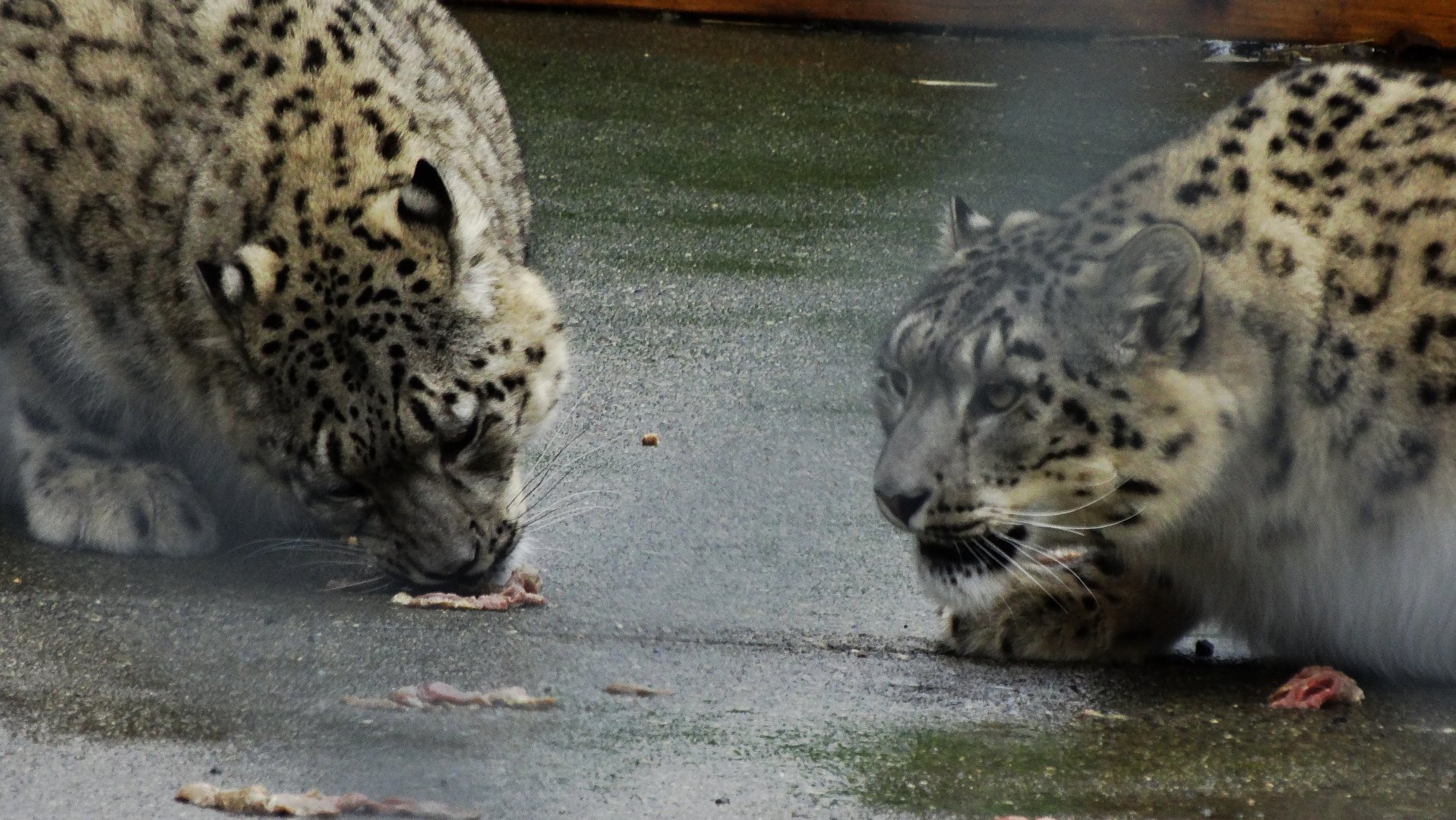 Snow Leopard cubs