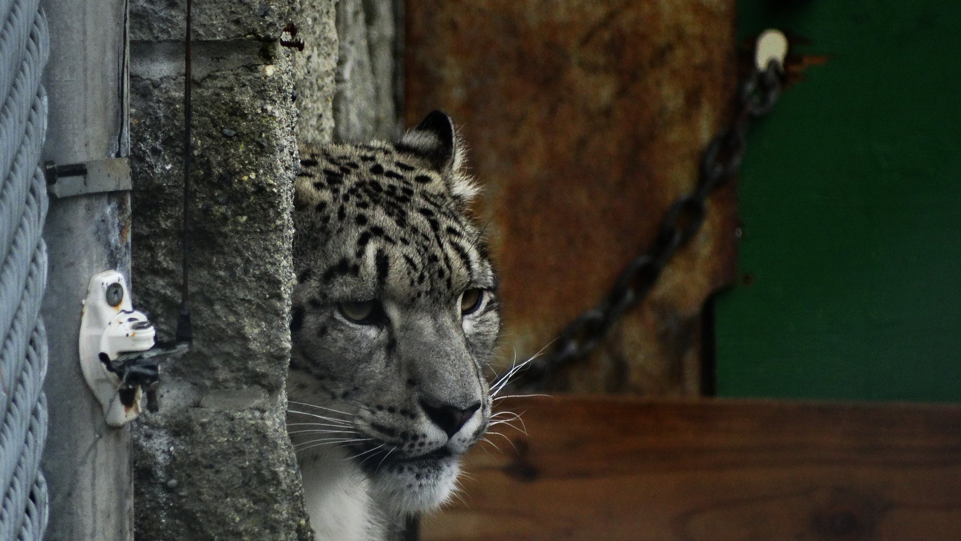 Snow Leopard cubs