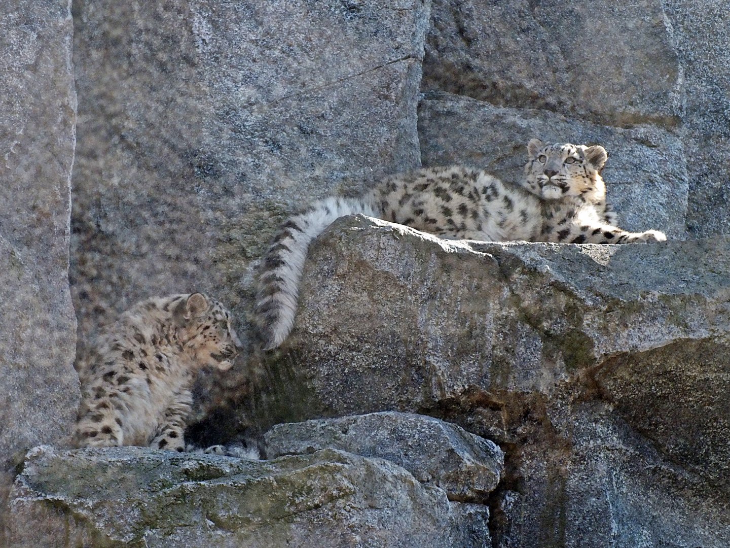 Snow leopard cubs