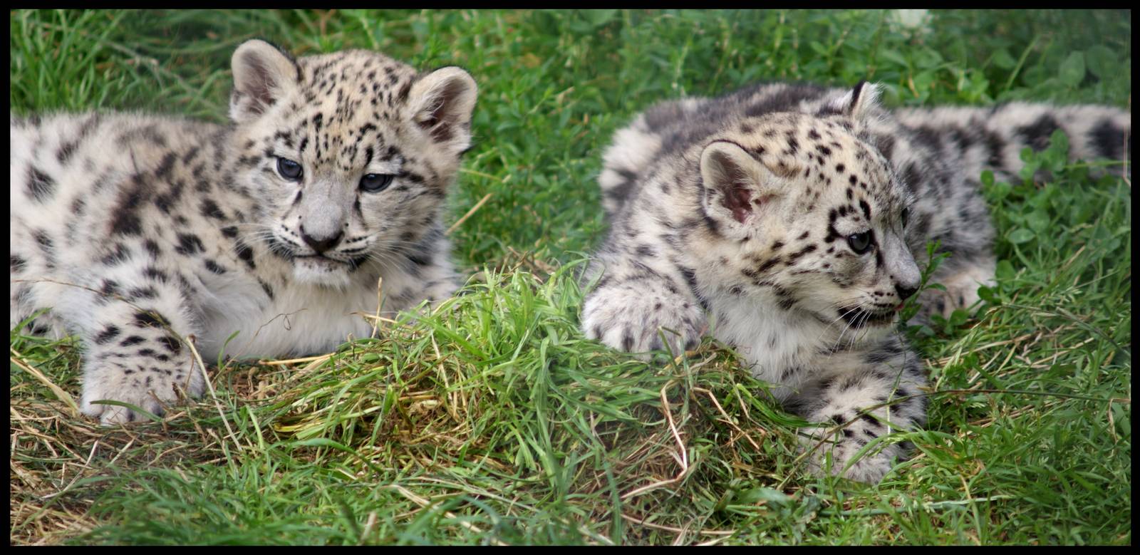 Snow leopard cubs