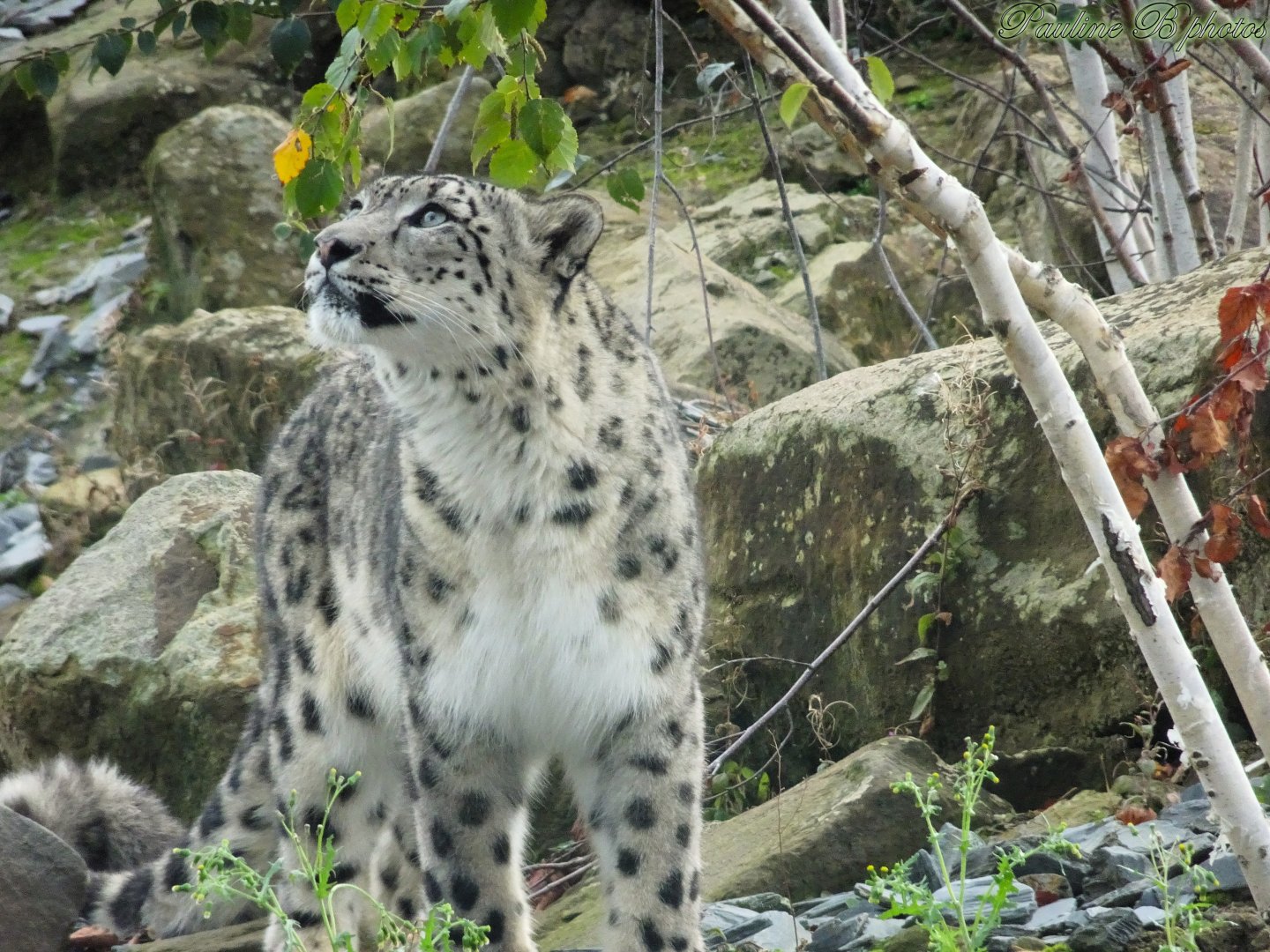 Snow Leopard dad Yashin 5 October 2025
