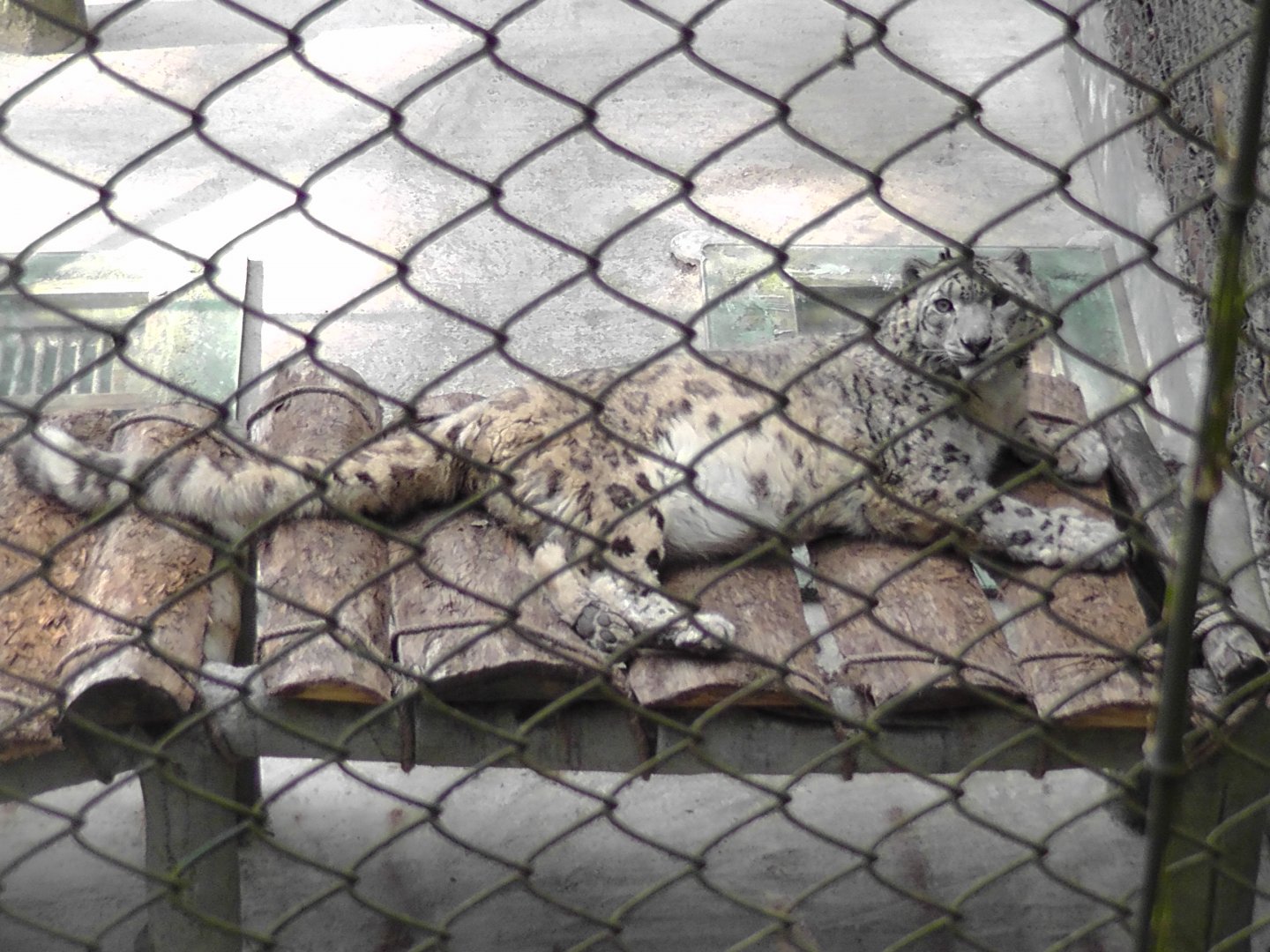 snow leopard, Darjeeling Zoo