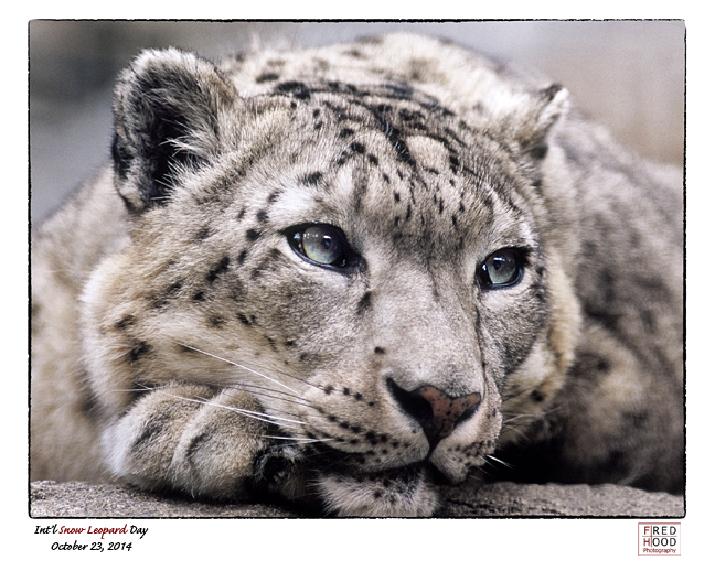 Snow Leopard Day 2014