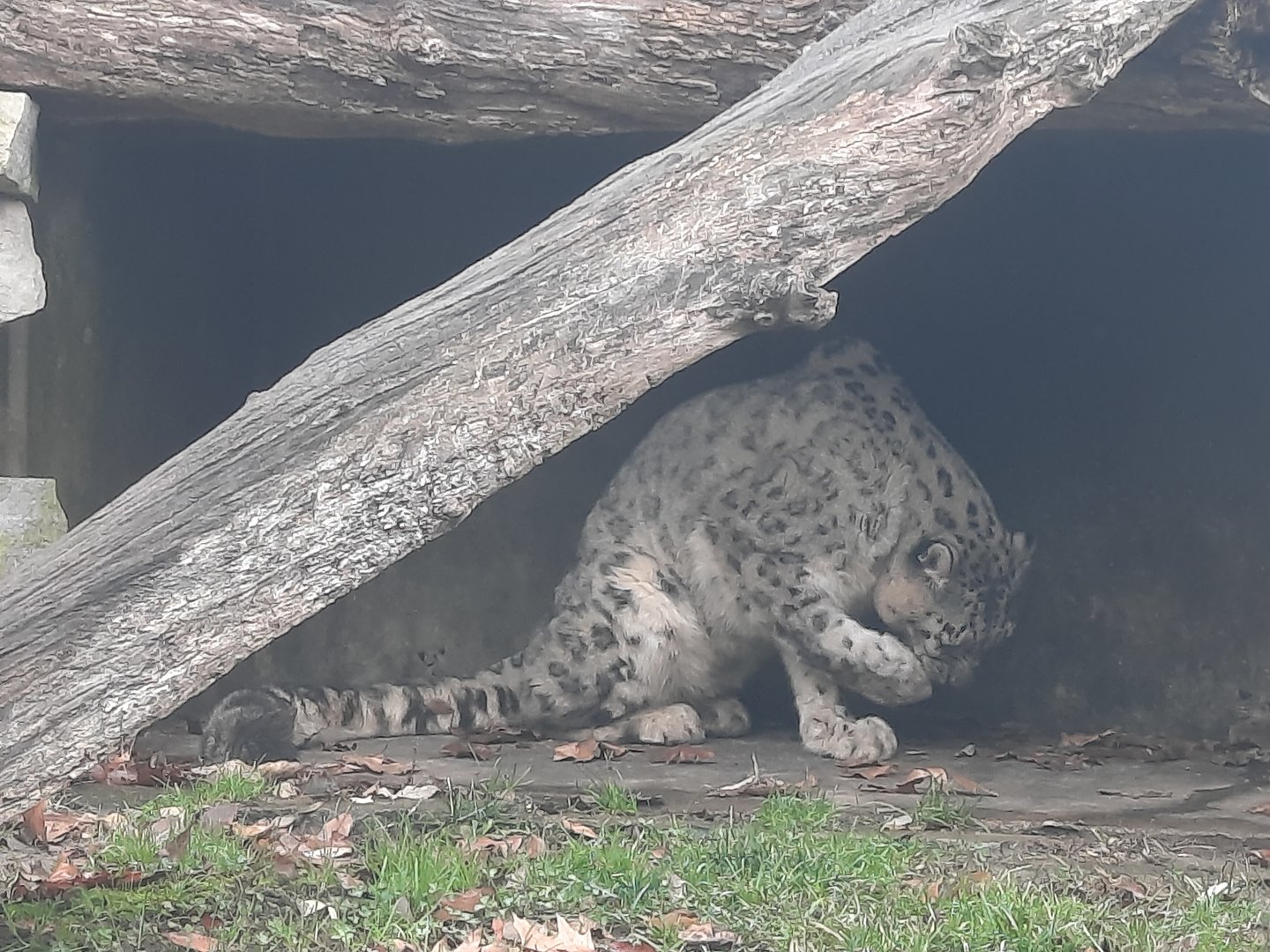 Snow Leopard- Dec 2022