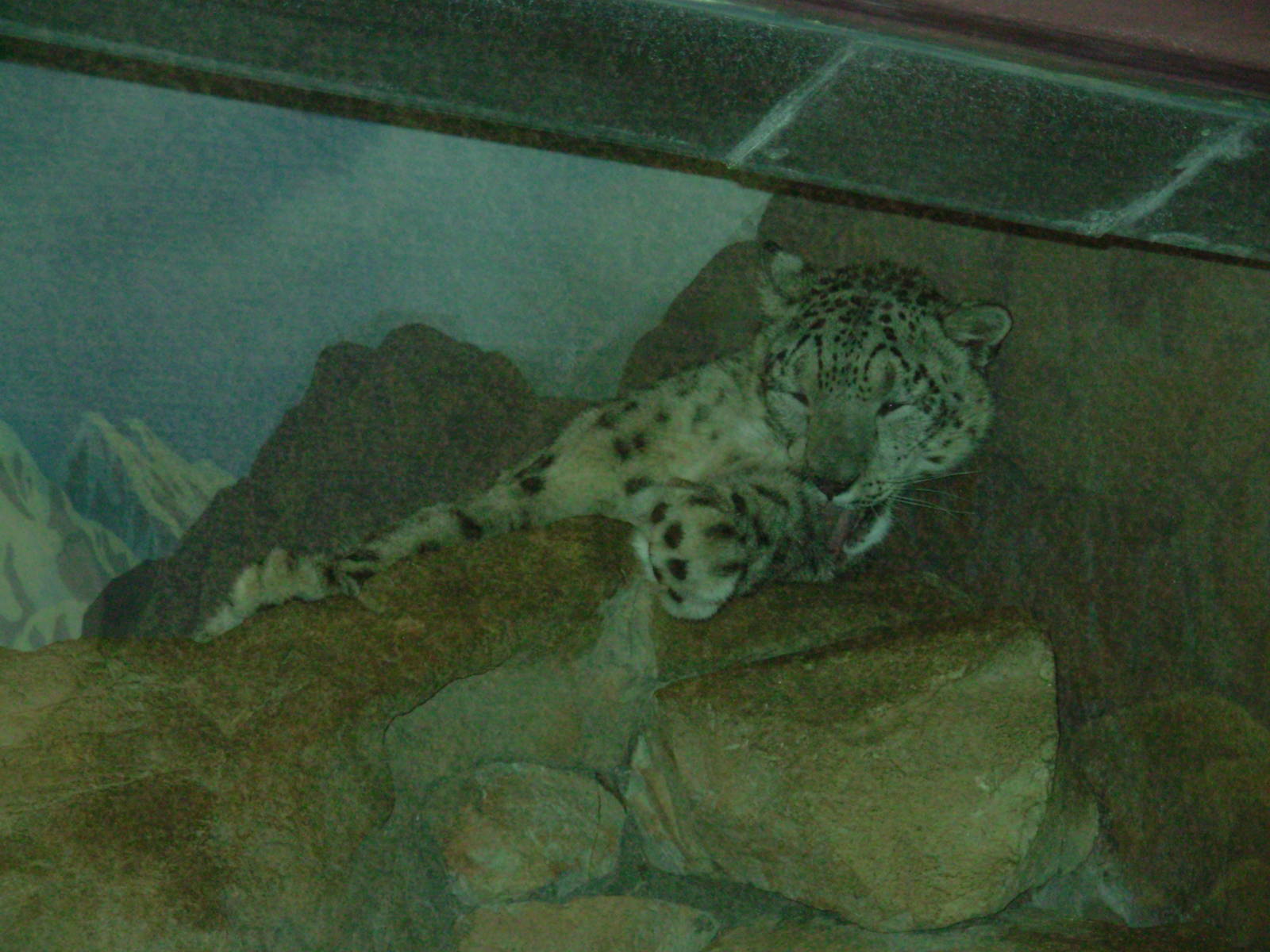 Snow Leopard - Denver Zoo