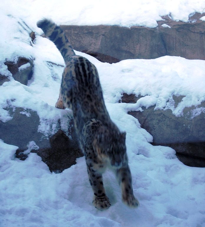 Snow Leopard descending