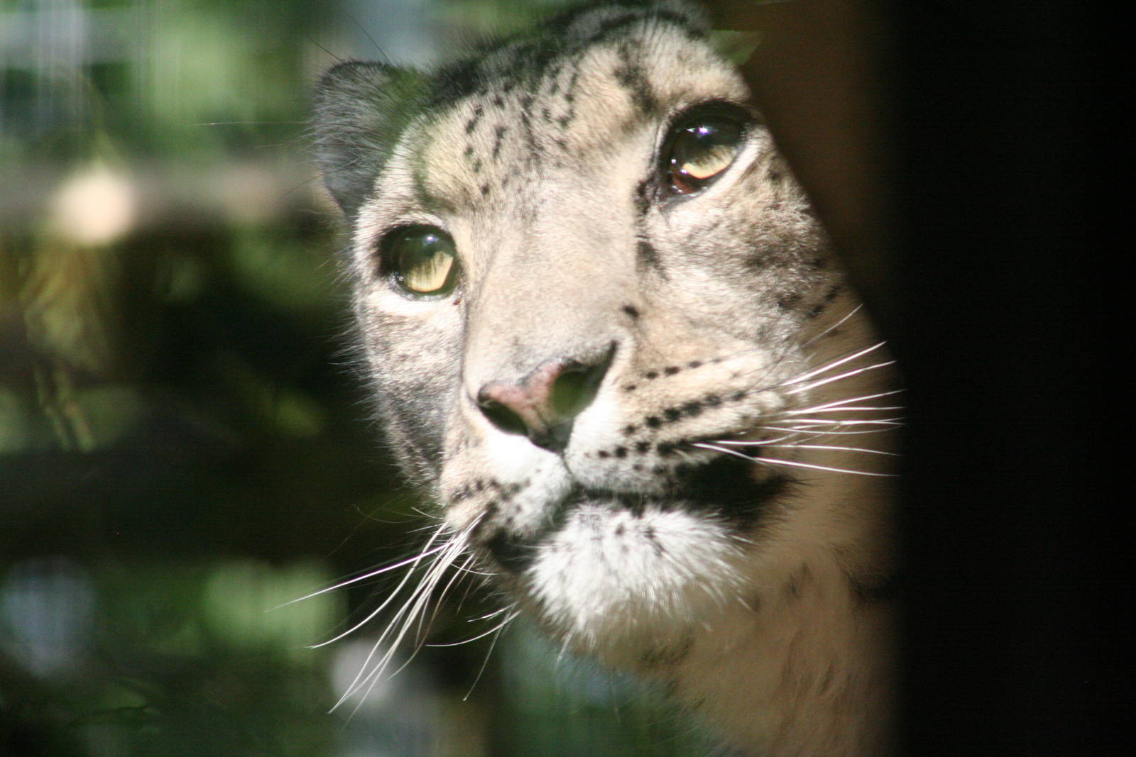 Snow Leopard @ Dudley; 19.09.2015