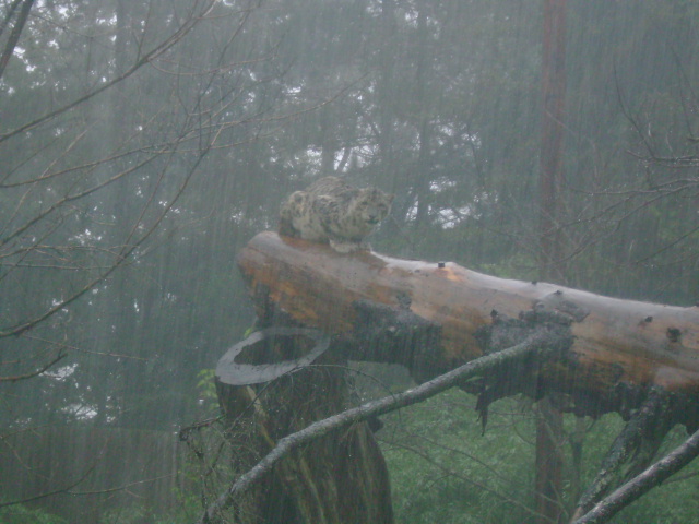 Snow Leopard during a major thunderstorm