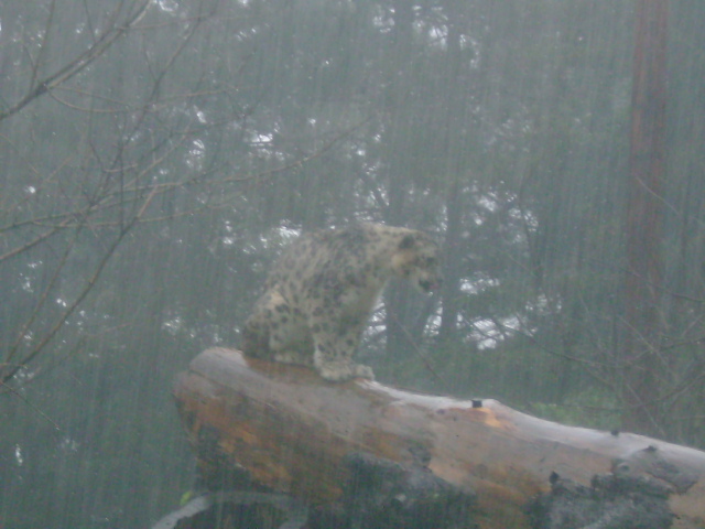 Snow Leopard during a major thunderstorm