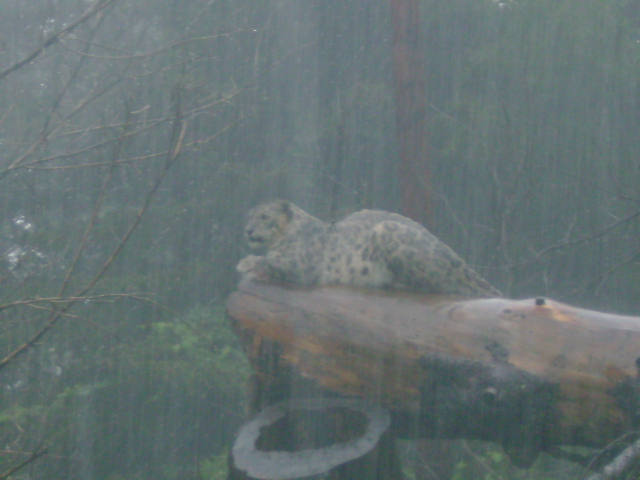 Snow Leopard during a major thunderstorm