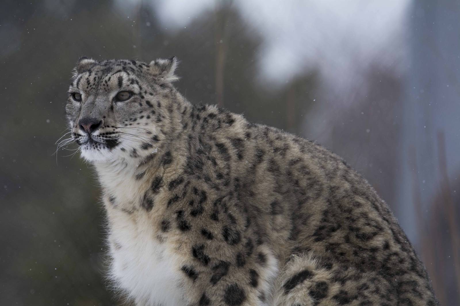 Snow Leopard Ena