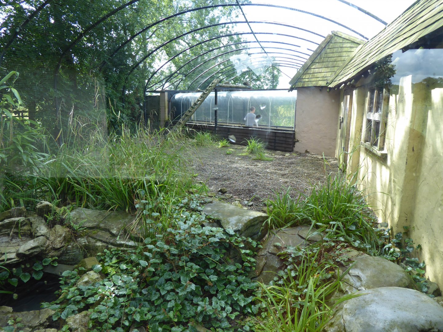 Snow leopard enclosure 010817