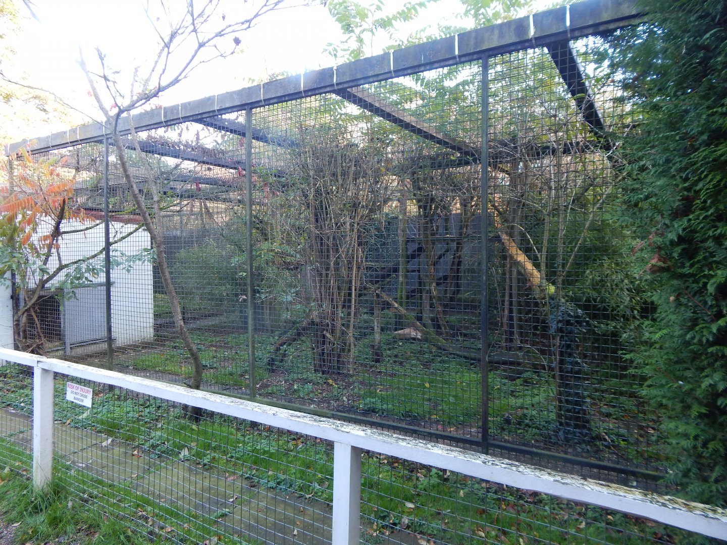 Snow leopard enclosure 011125