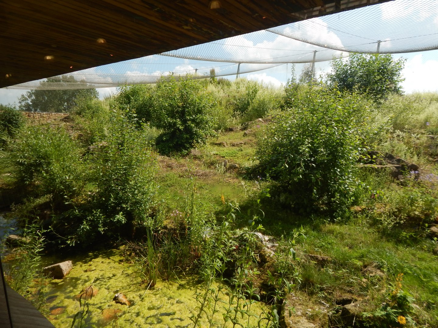 Snow leopard enclosure 020721