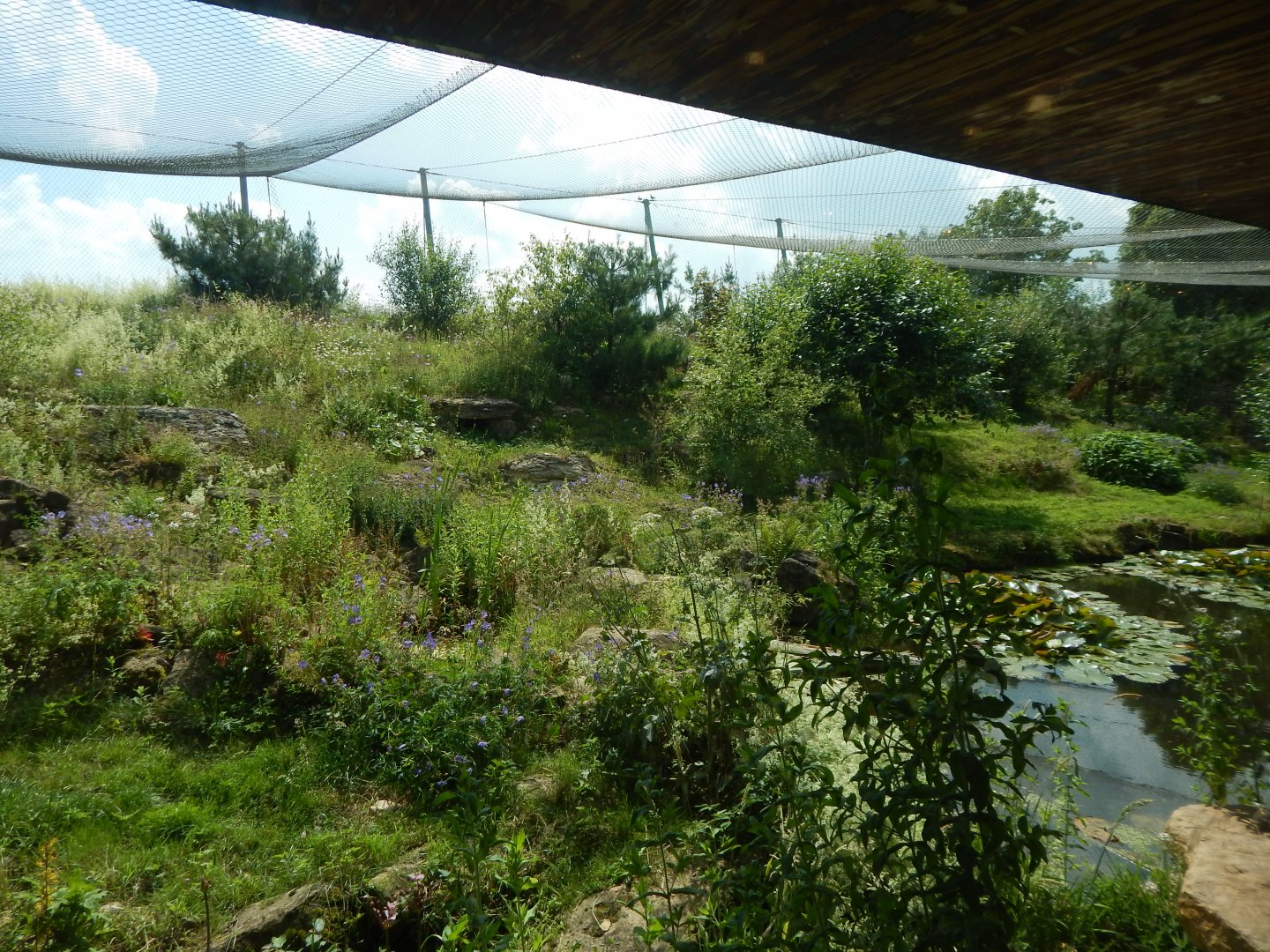 Snow leopard enclosure 020721